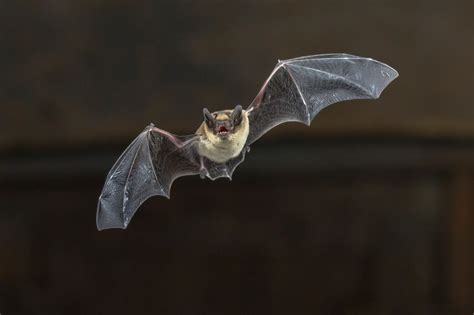 Bat Waste Cleanup Services (Guano) | Rodent Droppings Cleanup