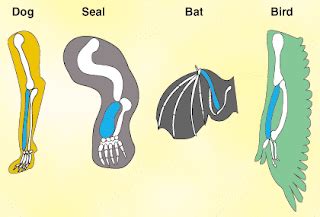 Evidences of Organic Evolution | Knowledge In Biological Studies