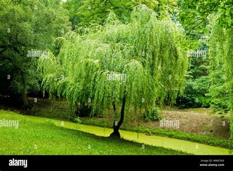 willow tree in a park Stock Photo - Alamy