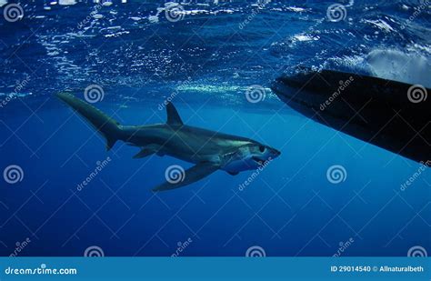 Bigeye Thresher Shark Swimming Stock Photo - Image of underwater, deep ...