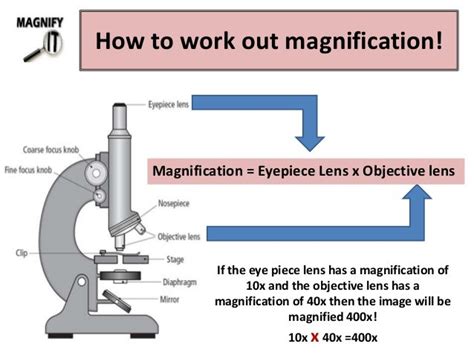 The microscope