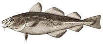 European sprat - Wikipedia