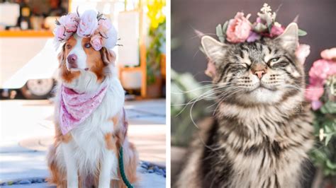 This Artist Is Making Flower Crowns For Animals And They Look Majestic | 99inspiration