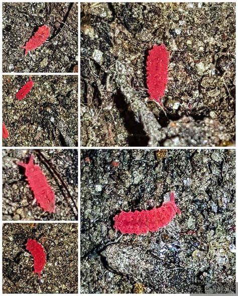 19 Small Red Bugs In and Outside House (Pictures & Identification) | Lily beetle, Velvet mites ...