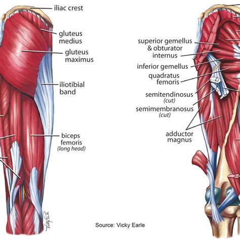 Left Hip Muscles Anatomy / Figure 3 From Surgically Relevant Bony And Soft Tissue Anatomy Of The ...