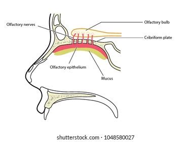 Cribriform Plate In Brain