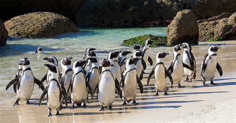 Boulders Beach Penguins in Cape Town: 6 Things to Know Before You Go - Enriching Pursuits