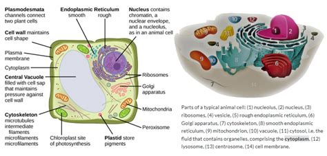 Cytoplasm In Plant Cell