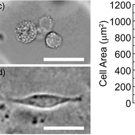 Cell migration speed in large chamber 3D microtissues with varying... | Download Scientific Diagram