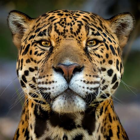 🔥 The jaguar is the third-largest wild cat in the world and the biggest cat in the Western ...