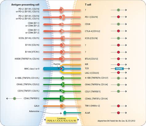 Immune Checkpoints | Biomol Blog | Resources | Biomol GmbH - Life Science Shop