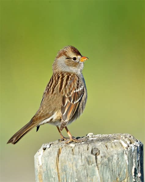 Female White-crowned Sparrow - FeederWatch