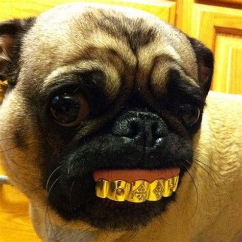 Pug Thug | Cutest Paw | Pugs funny, Pugs, Cute pugs