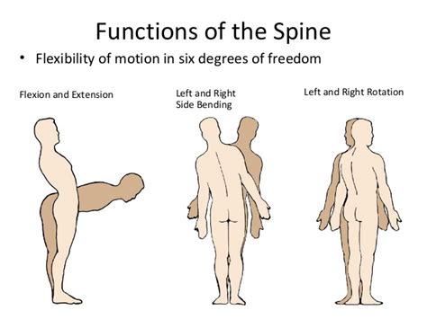 Back Extension Vs Flexion