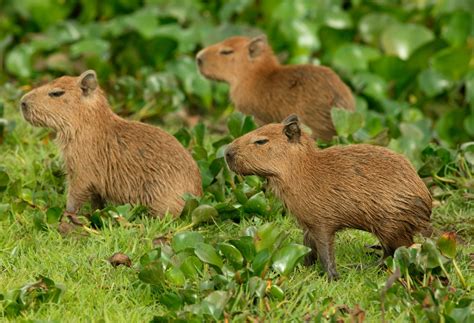 Capybara Petting Zoo in Houston - Houston Petting Zoo