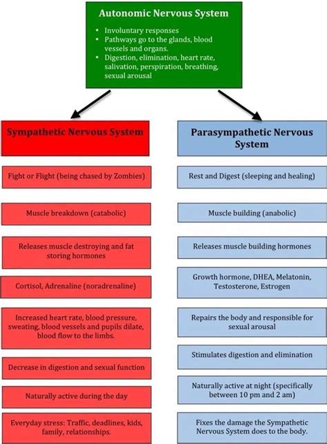 Autonomic nervous system | Sympathetic vs parasympathetic, Nurse, Paramedic school