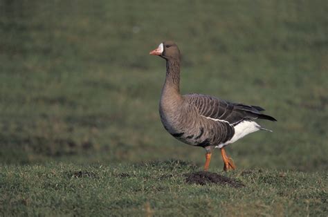 White-Fronted Goose | Bird Identification Guide | Bird Spot