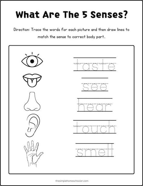 5 Senses Worksheets