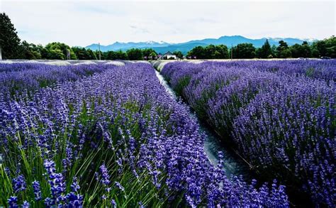 Home - Sequim Lavender Experience