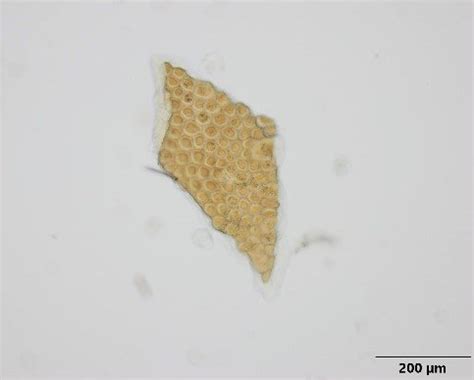 Typical fragment of Hermetia illucens cuticula with honeycomb-like... | Download Scientific Diagram