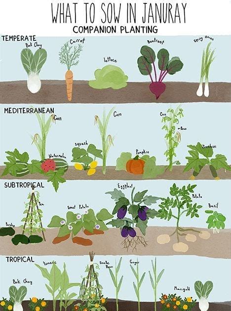 Cabbage Companion Plants - Okejely Garden Plant