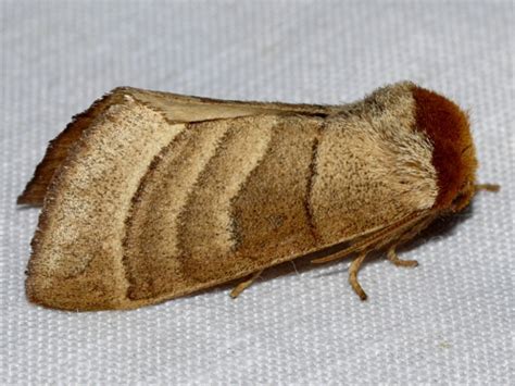 Walnut Caterpillar Moth - Datana integerrima - BugGuide.Net