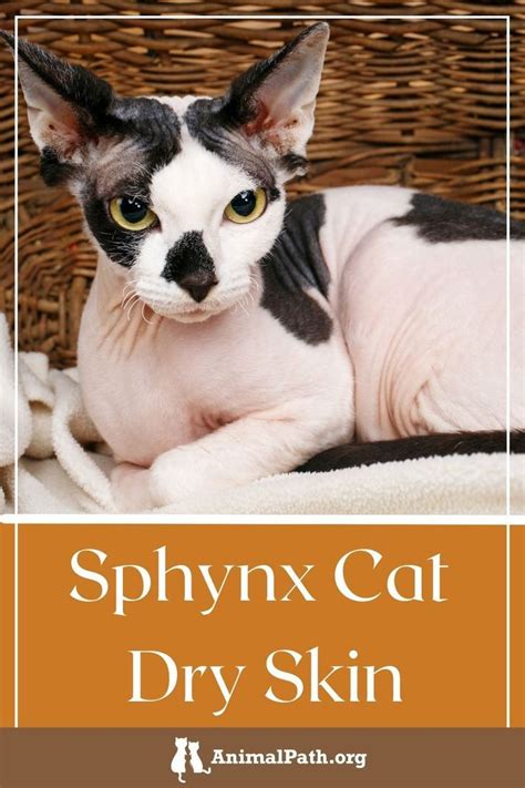 Sphynx Cat Dry Skin – Causes and Treatments in 2022 | Sphynx cat ...