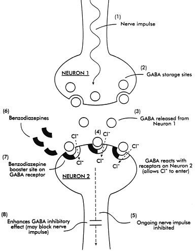 Benzodiazepines Mechanism Of Action