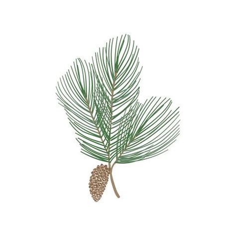 Pine Tree Branch Vector at Vectorified.com | Collection of Pine Tree ...