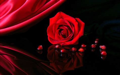 Red Rose Wallpapers HD - Wallpaper Cave