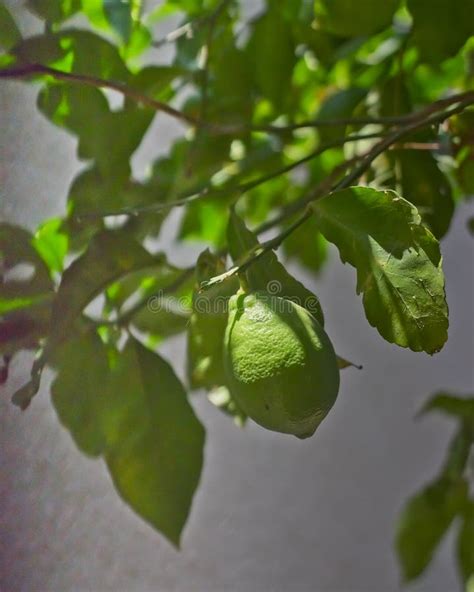 Lemon Citrus Limon Tree with Fruit Stock Photo - Image of citrus, lemon ...