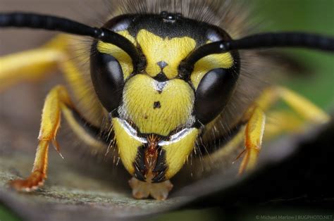 76 Best Of Are Yellow Jacket Wasps Poisonous - insectza