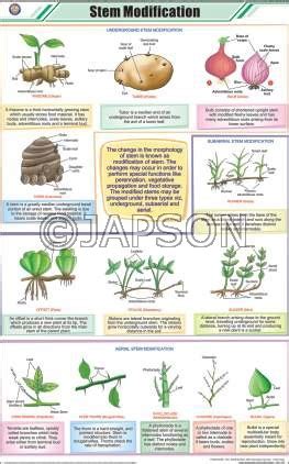 Stem Charts, Botany, School Education