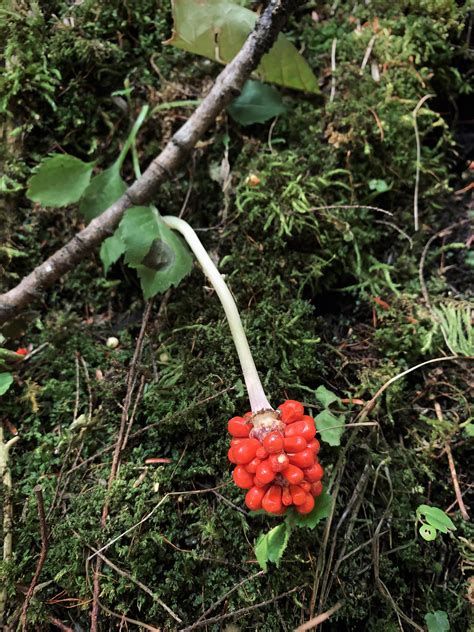 What is this? Stem looked like mushroom, no visible foliage around, just moss. Upstate NY. : r ...