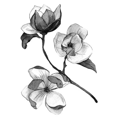 Black and white flower painting series — Anna Farba Illustration