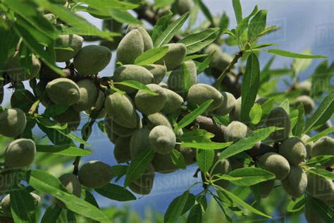 Agriculture - Almond tree branch with a healthy crop of maturing nuts in late Spring / near ...