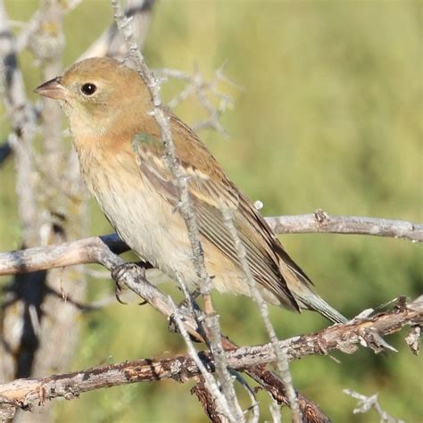 Lazuli Bunting Female