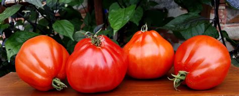 RED PEAR ABRUZZESE Tomato (Italian variety) | Red pear, Heirloom ...