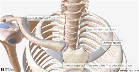 Clavicle - Structures, Muscle Attachments, 3D Model | AnatomyZone