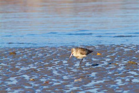 A Beautiful Shorebird Was in the Beach during Low Tide, Dili Timor Leste Stock Photo - Image of ...