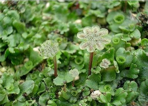 Pengertian Tumbuhan Lumut Bryophyta Ciri Dan Klasifikasi Riset - Riset