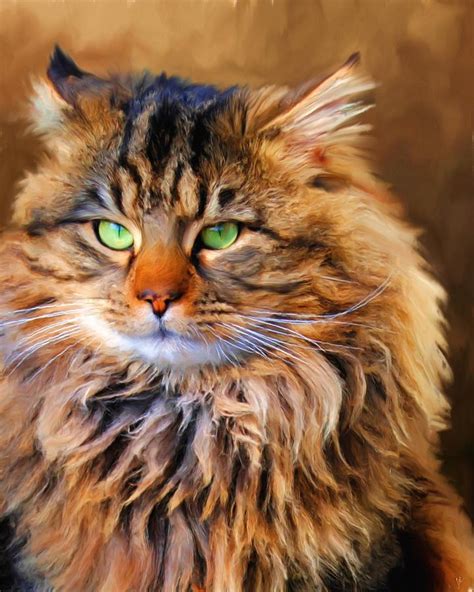 Maine Coon Cat Personality, Characteristics and Pictures ...