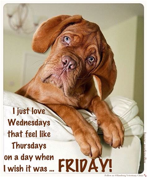 Wednesday humor | Halfway through the week | Happy Hump Day | Midway | Thursday funny | Happy ...