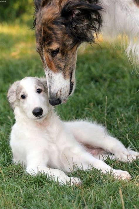 45 Cute Pictures of Saluki Dog with Puppies: Clicks that will make you ...