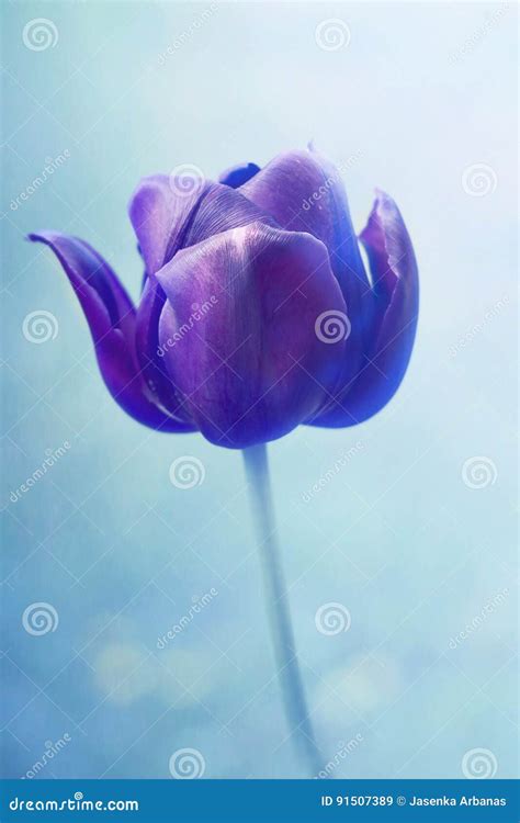 Black tulip stock image. Image of garden, black, spring - 91507389