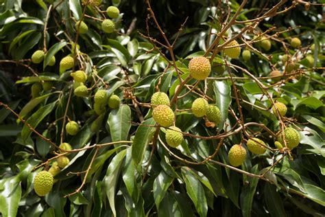 Lychee Tree Fruit