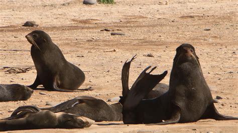 Northern Fur Seal (U.S. National Park Service)