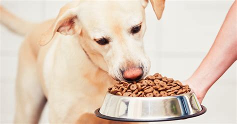 The Nutrients Your Dog Needs - DogTime