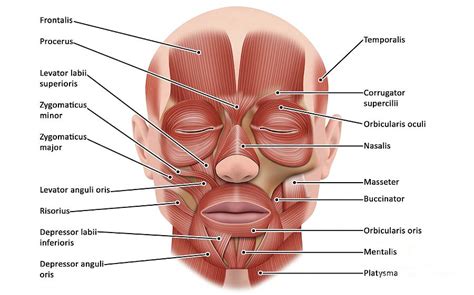 Face Muscle Anatomy Photograph by Science Photo Library - Pixels Merch