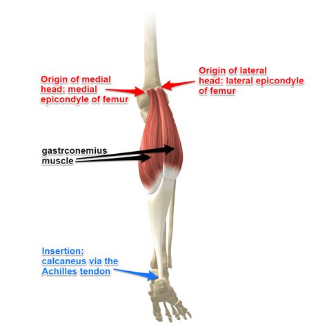 The Gastrocnemius Muscles, Its Attachments and Actions - Yoganatomy